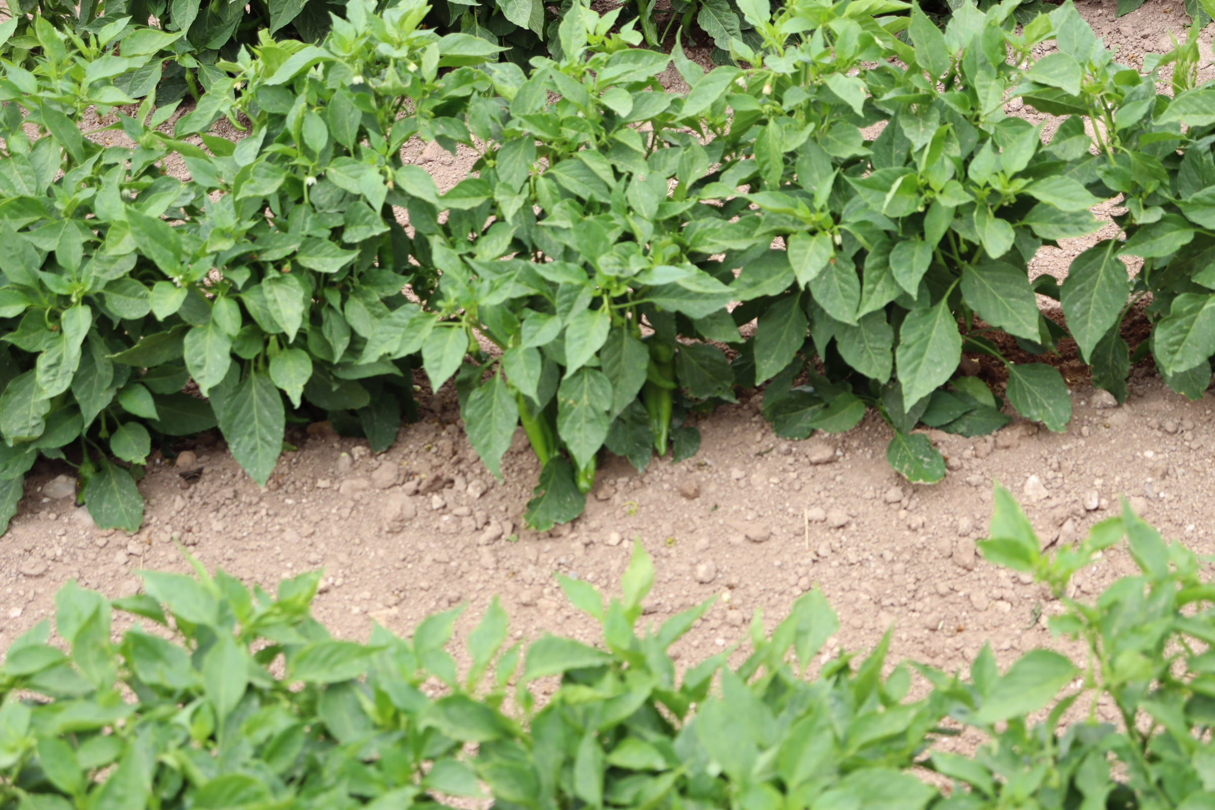 hatch nm soil