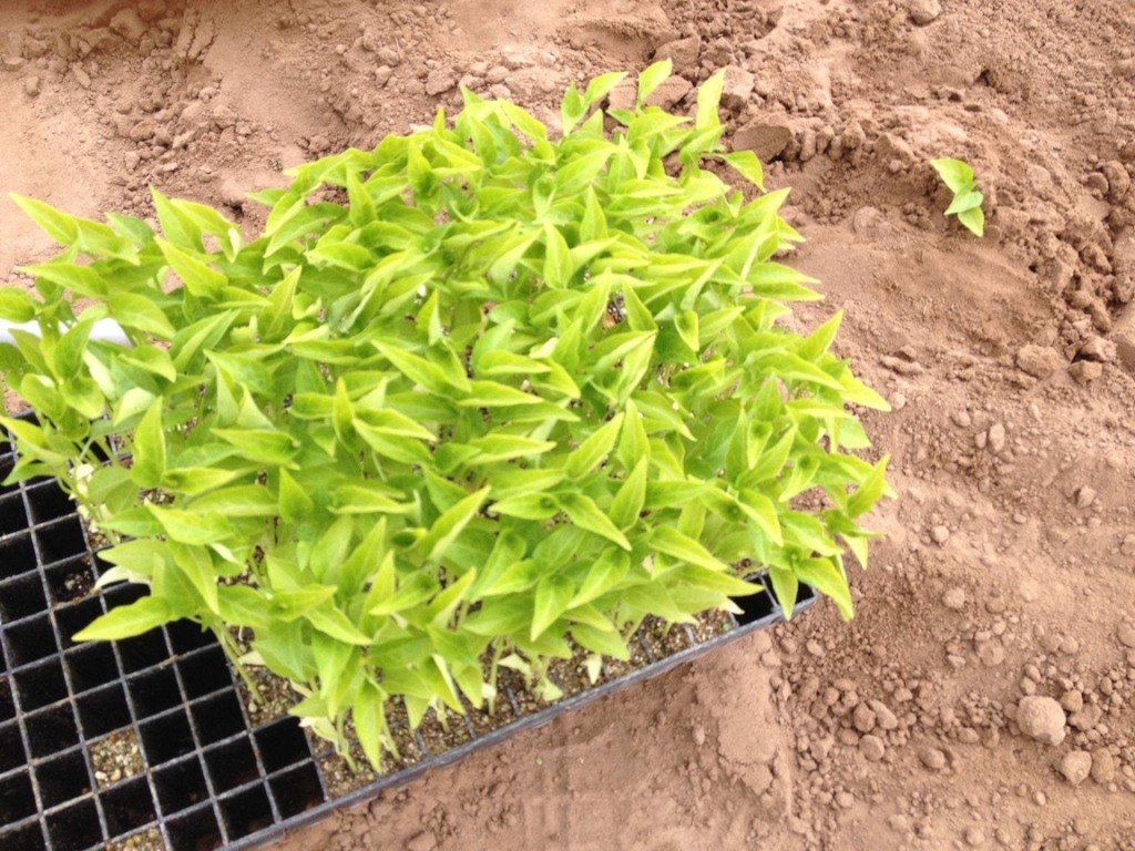 baby hatch chile plant