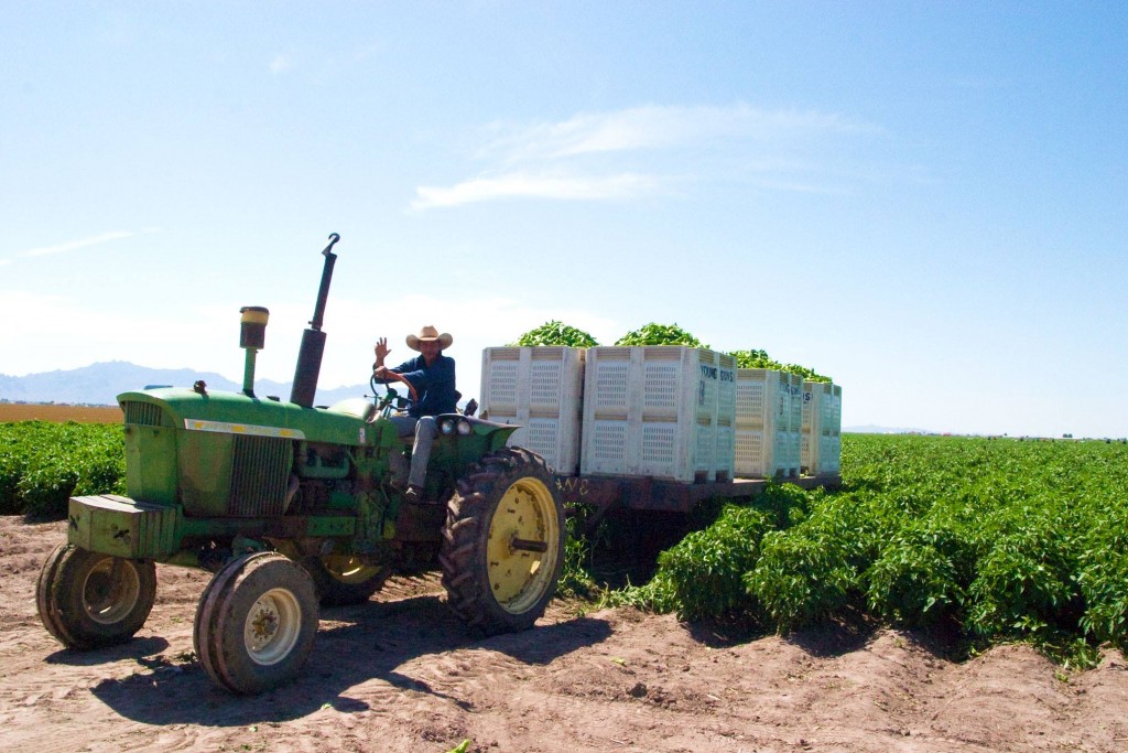 hatch chile harvest 2015