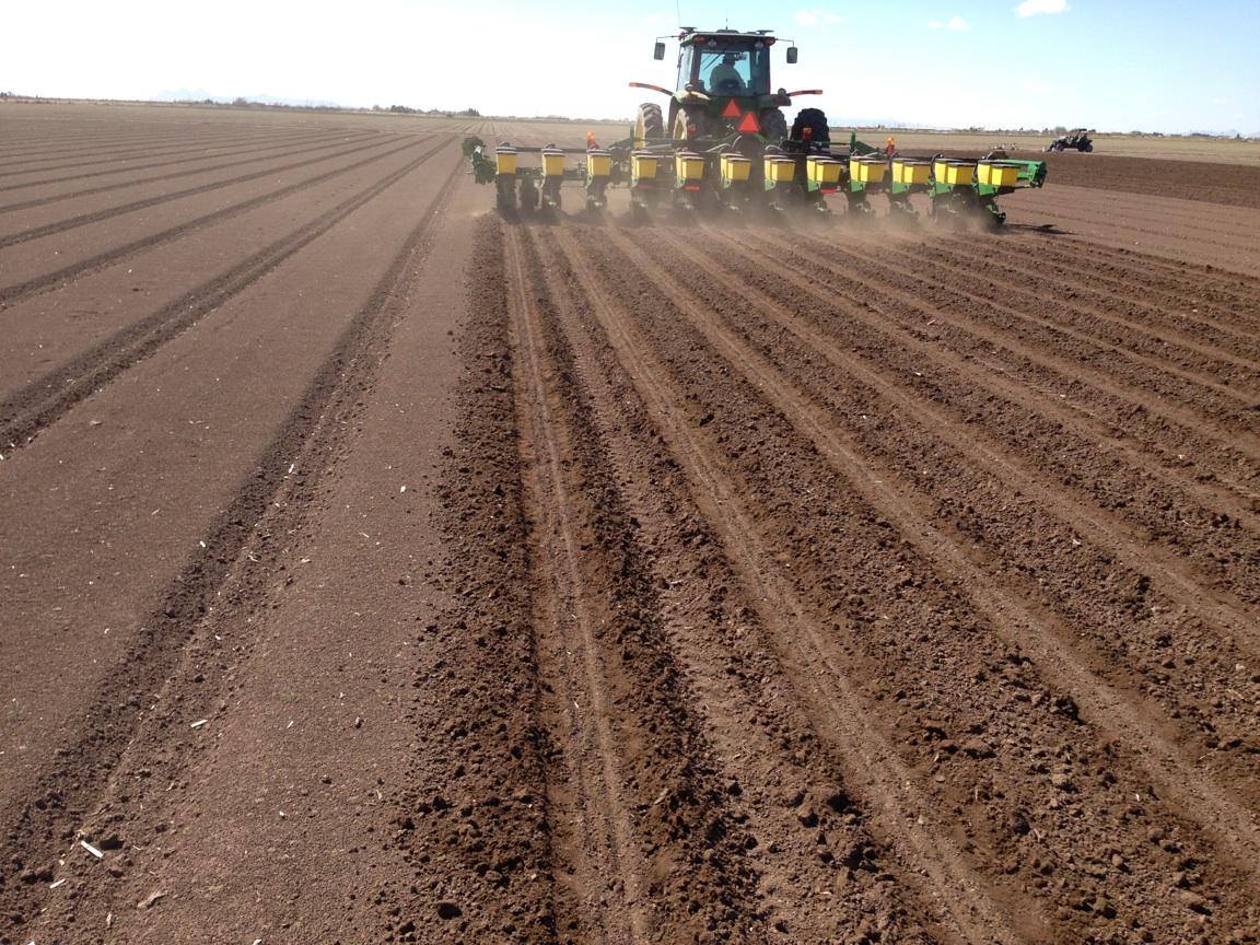 hatch chiles being planted