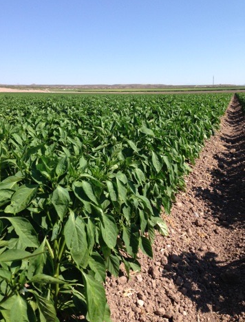 Hatch Chile field