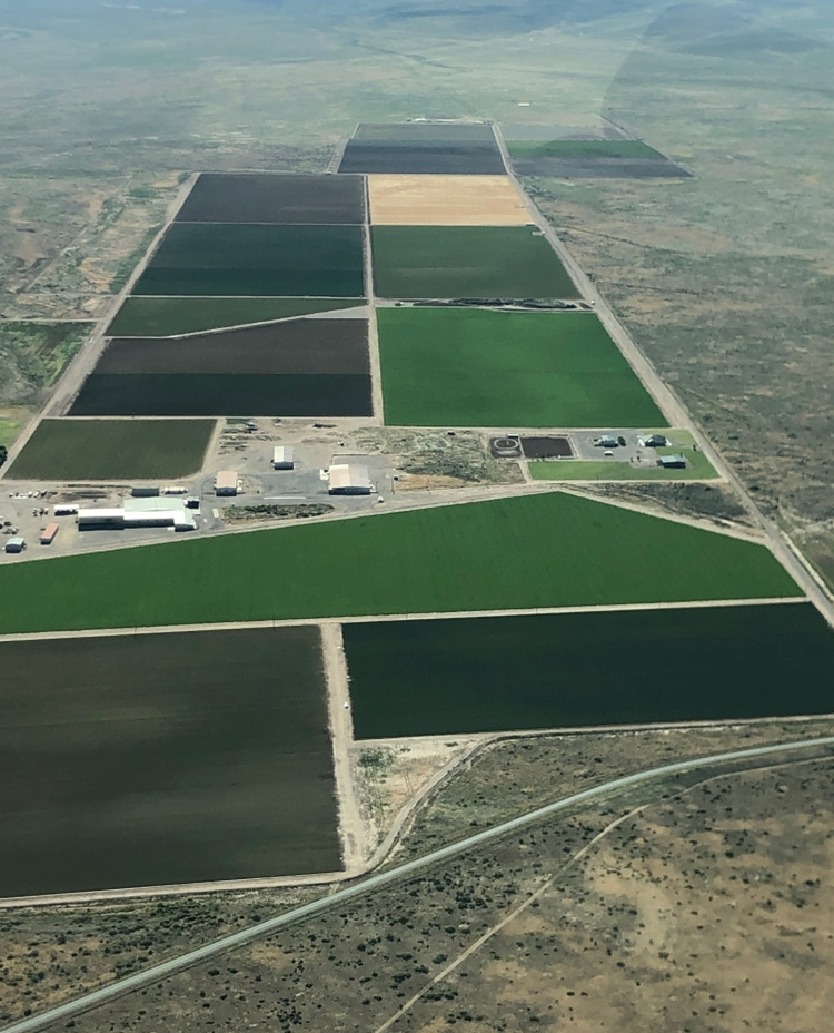 hatch chile growing in the valley